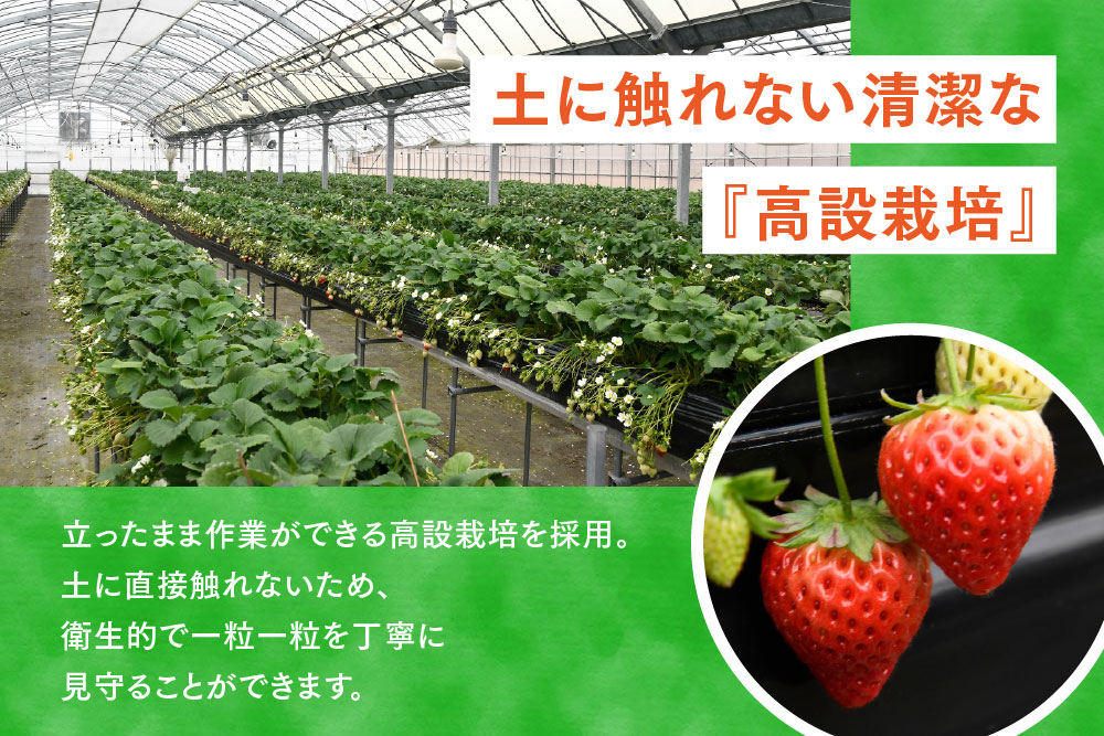 冷凍いちご 1kg(いちごさん)【佐賀県産 ブランド 冷凍いちご フレッシュ 冷凍フルーツ スムージー デザート お菓子作り シャーベット 甘い みずみずしい 無添加】(H126101)