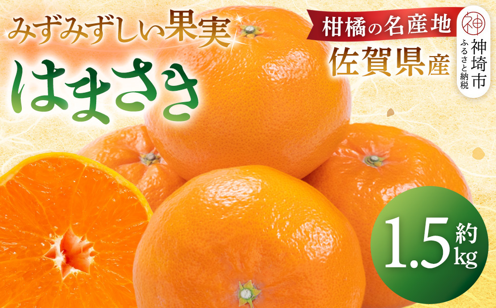 【令和7年2月より発送】佐賀県産柑橘『はまさき』約1500g【果物 フルーツ 柑橘 みかん デザート ふるさと納税】(H108107)