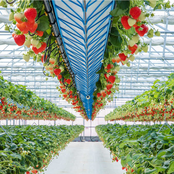 吉野ベリー入場券（1枚） 吉野ヶ里町/吉野麦米 イチゴ狩り ブルーベリー狩り [FCR001]