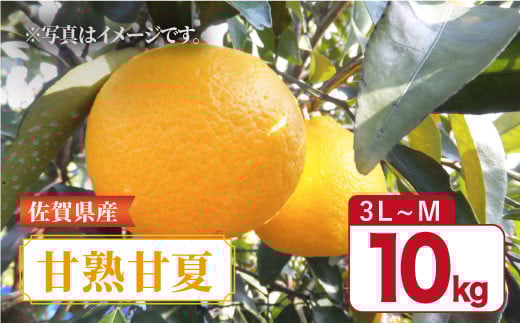 【4月下旬〜5月上旬発送】佐賀県産 みかん 甘味とほどよい酸味の「甘熟甘夏」約10kg 吉野ヶ里町/リエンサーク  [FCC012]