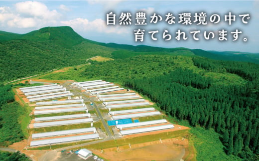 ヘルシー！みつせ鶏ふんわり豆腐ハンバーグ 計10個（5個×2パック） 吉野ケ里町/ヨコオフーズ [FAE163]