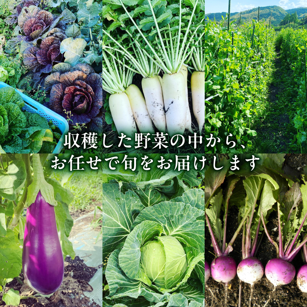 【8品】農薬に頼らない！カラダにやさしい「よしのがり野菜」セット（ショート）【吉野ヶ里あいちゃん農園】 [FAA001]