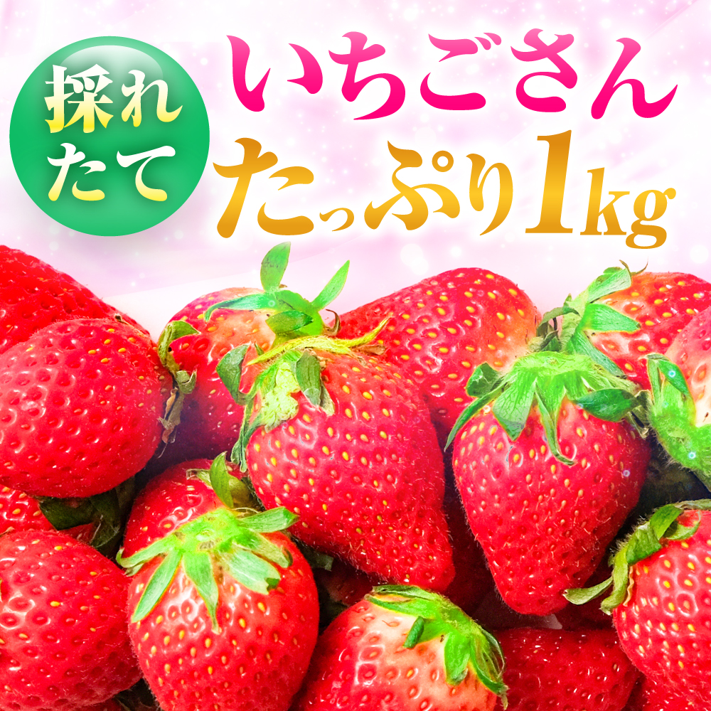 【1週間以内発送/限定数量】いちごさん 計1kg以上（約250g×4P） 吉野ヶ里町/TZファーム [FDF001]