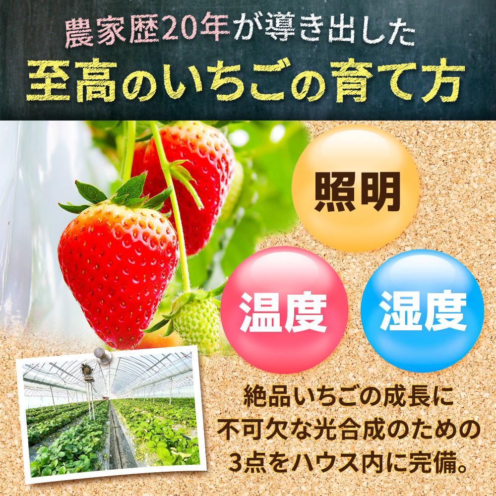 【1週間以内発送/限定数量】いちごさん 計1kg以上（約250g×4P） 吉野ヶ里町/TZファーム [FDF001]