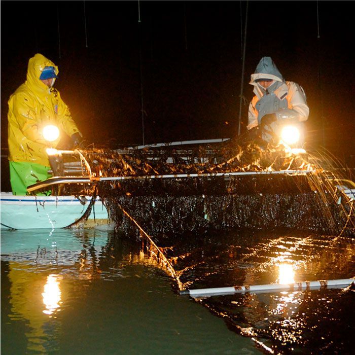 【半年分！2ヶ月ごと計3回定期便】佐賀のりおかずのり4袋詰 8個入り [FBC002]