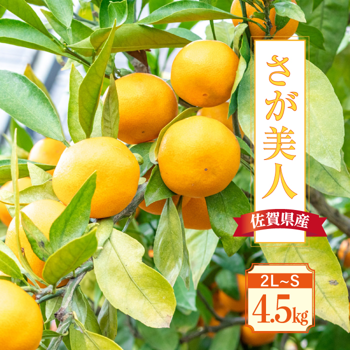 【11月上旬頃〜1月上旬発送】甘くてキレイな色合い！佐賀県産「さが美人」4.5kg 吉野ヶ里町/リエンサーク [FCC011]