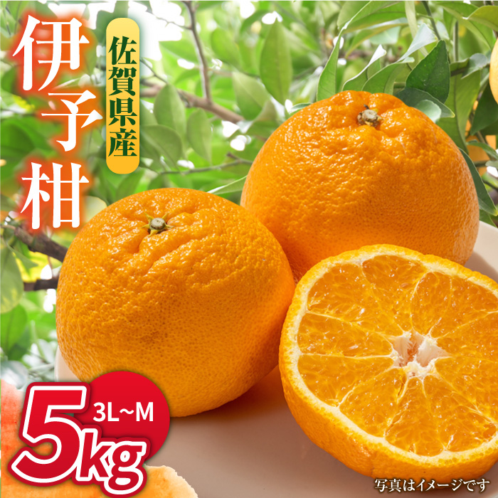 【1月中旬〜2月下旬発送】甘酸っぱくておいしい！佐賀県産 みかん 「伊予柑（いよかん）」 蜜柑 ミカン みかん  5kg 吉野ヶ里町/リエンサーク [FCC008]