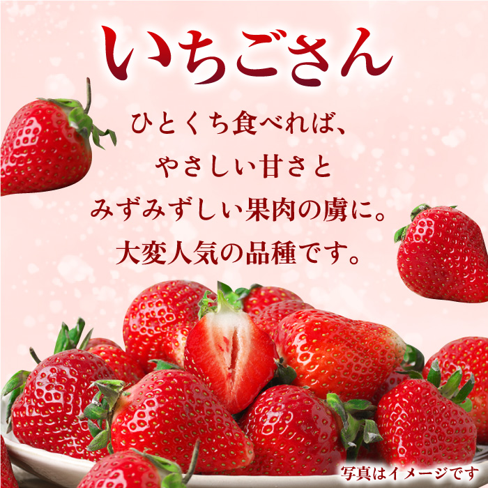 【先行予約・27年1月以降順次発送】さがほのか＆いちごさん 平パック×4P （約1kg）|いちご 果物 旬 イチゴ 苺 フルーツ 佐賀県産 佐賀産 佐賀| 吉野ヶ里町/リエンサーク [FCC004]