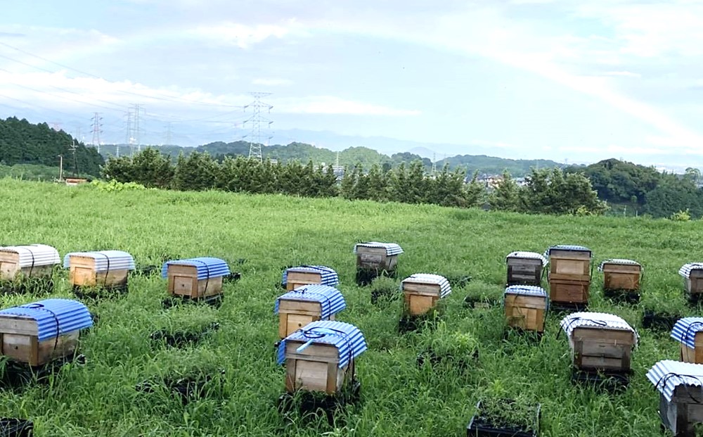 【3か月定期便】みよしの蜂蜜(もちの木)220g×1本【はちみつ もちの木 国産 ミツバチ 甘み スッキリ コク トロトロ】B4-J063318