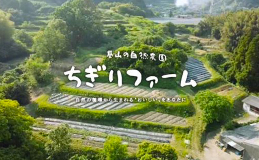 【令和6年新米・先行受付】《6か月定期便》無農薬米 ひのひかり ちぎり米 5kg×6回【佐賀県産 米 コメ ヒノヒカリ 夢しずく 精米 白米】I3-J091301