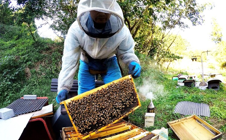 みよしの百花蜜 220g×3本【はちみつ 百花蜜 国産 ミツバチ 甘み スッキリ 3本入 使いやすい セット】K063032