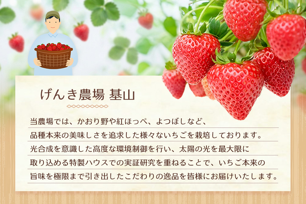 冷凍完熟いちご2kg(1kg×2袋)【完熟いちご 冷凍いちご イチゴ 苺 産地直送 農場直送 ヘタ無し げんき農場 よつぼし おいCベリー かおり野 紅ほっぺ 恋みのり 小分け】K100041