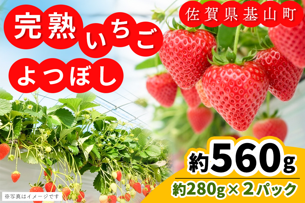 【先行受付 2026年1月より発送】【農場直送！】よつぼし(約280g×2P)【ふるさと納税 基山町産 いちご イチゴ 朝採れ 完熟果】K100001