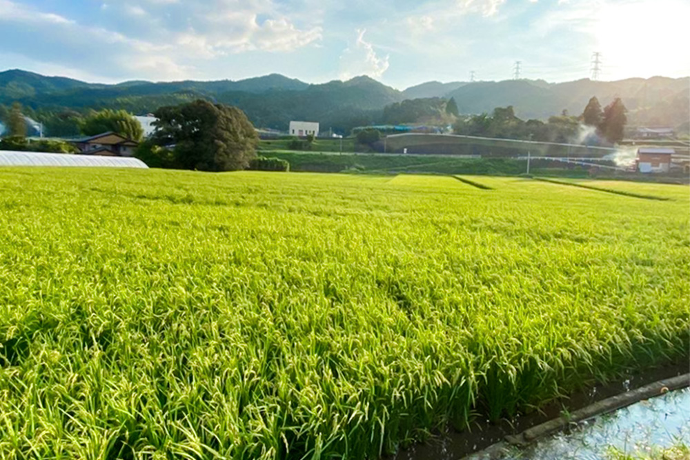 【令和7年産米】ちぎり米 5kg(「さがびより」、「ヒノヒカリ」、「夢しずく」から1種類 選択不可)【佐賀県産 米 お米 コメ こめ 国産 美味しい kome okome】K091006