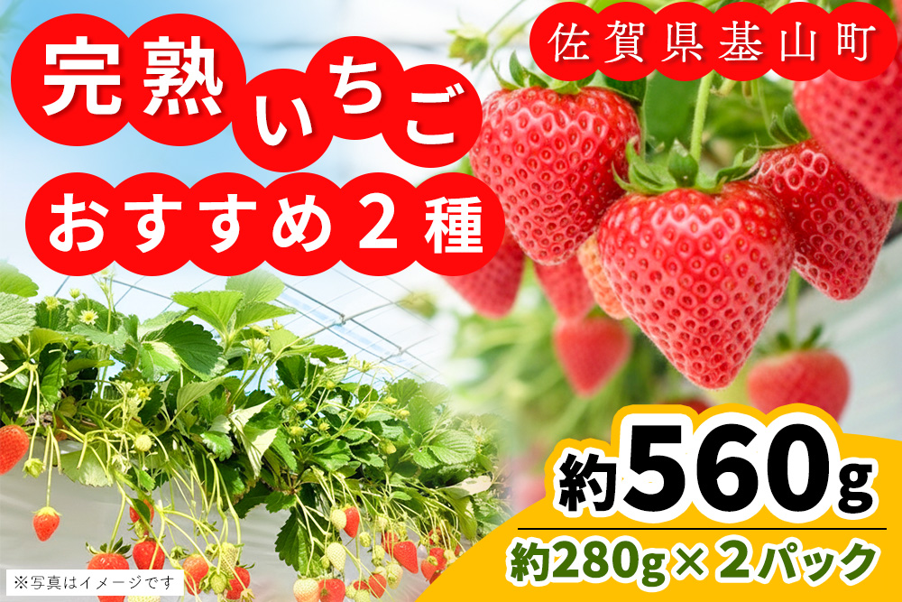 【先行受付 2026年1月より発送】【農場直送！】いちご2品種食べ比べ(約280g×2P)【ふるさと納税 基山町産 いちご イチゴ 朝採れ 完熟果】K100009
