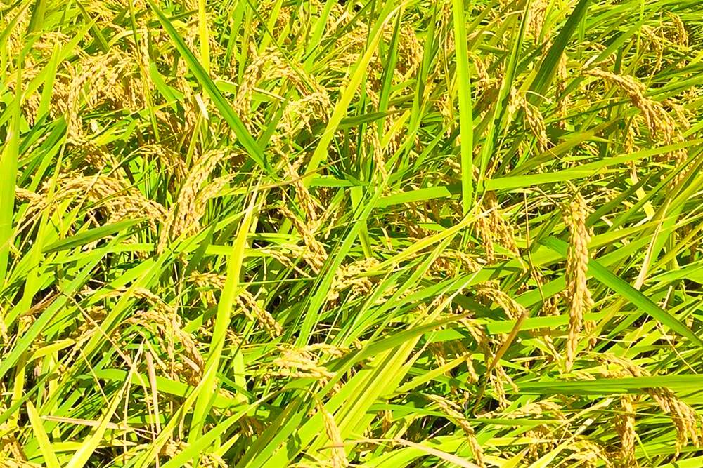 【令和7年産米】【基肄城水門米】さめてもおいしい棚田のお米 10kg【ひのひかり 米 玄米 お米 やまつき米 モチモチ 基山町産 棚田米 10kg kome okome】K072010