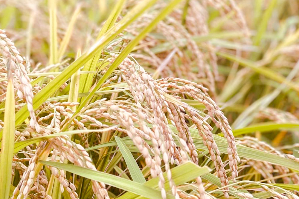 【令和7年産米】ちぎり米 5kg(「さがびより」、「ヒノヒカリ」、「夢しずく」から1種類 選択不可)【佐賀県産 米 お米 コメ こめ 国産 美味しい kome okome】K091006