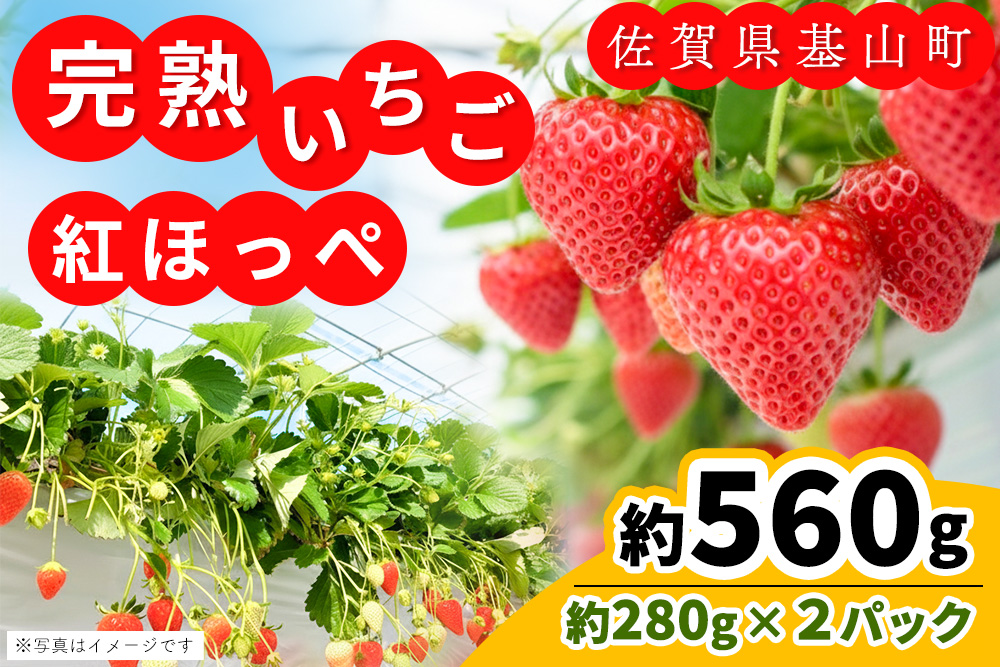 【先行受付 2026年1月より発送】【農場直送！】紅ほっぺ(約280g×2P)【ふるさと納税 基山町産 いちご イチゴ 朝採れ 完熟果】K100005