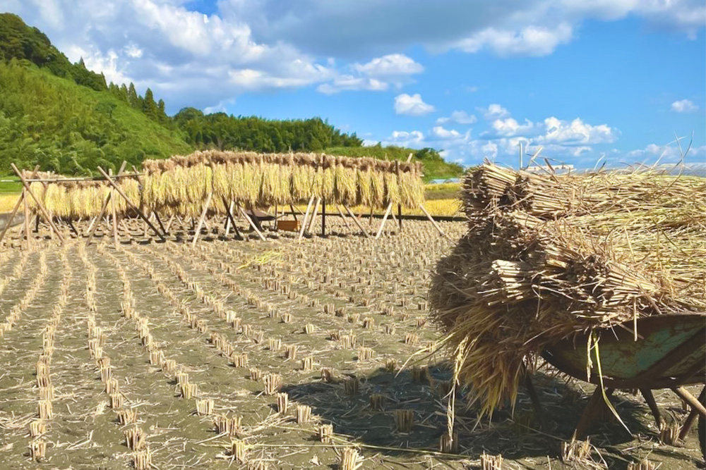 【令和7年産米】【3カ月定期便】ちぎり米 5kg(「さがびより」、「ヒノヒカリ」、「夢しずく」から1種類 選択不可)【佐賀県産 米 お米 コメ こめ 国産 美味しい kome okome】K091309