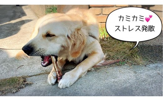 FB144 大型犬向け☆天然いのししのスモーク骨ガム3本【定期便】全12回
