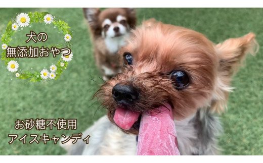 FB013 　【5月～9月発送】犬の無添加おやつ☆お砂糖不使用無添加アイスキャンディ