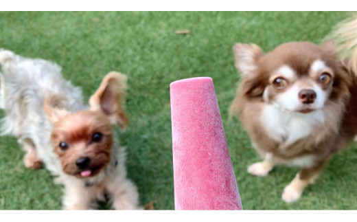FB137 　【5月～9月発送】犬の無添加おやつ☆お砂糖不使用無添加アイスキャンディ