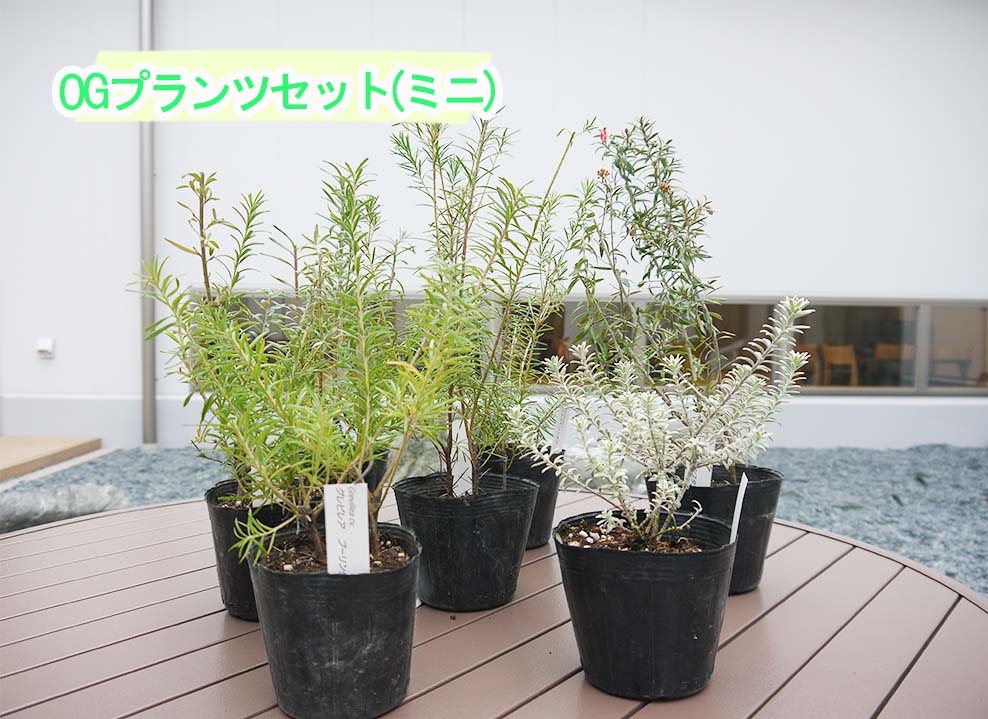 Bs113 Ogプランツセット ミニ 花 苗 植物 家庭菜園 花壇 プランター ガーデニング Jalふるさと納税 Jalのマイルがたまるふるさと納税サイト