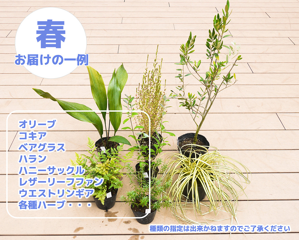 BS150_年２回お届けのガーデニングセット　春・秋お届け　花 苗 植物 家庭菜園 花壇 プランター