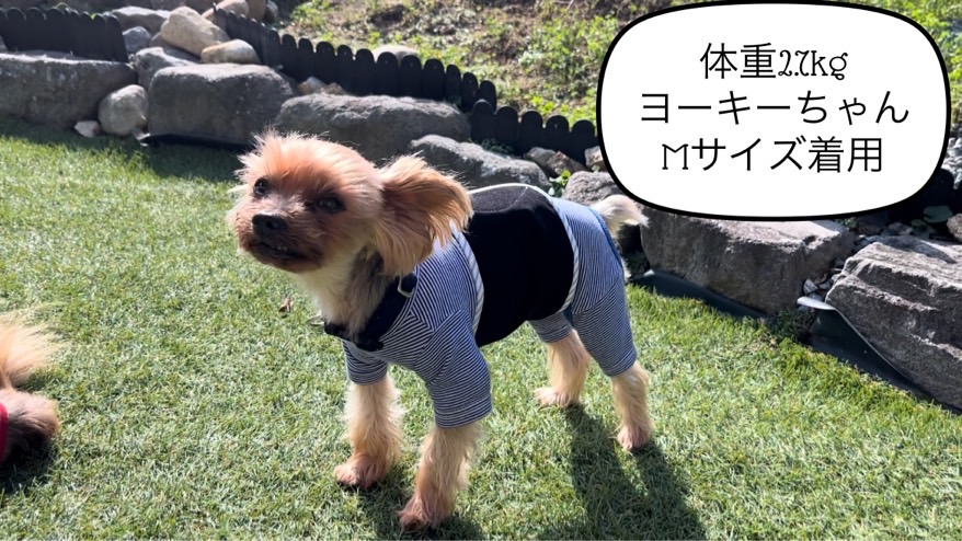 FB161_超小型犬・シニア犬の冷え性対策腹まき☆Sサイズ【4枚セット】