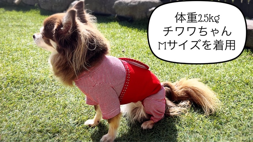 FB163_超小型犬・シニア犬の冷え性対策腹まき☆Lサイズ【4枚セット】