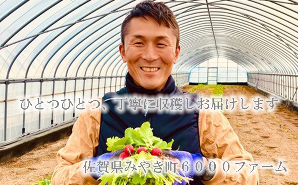 FV020_【12回定期便】6000.FARMの有機野菜のサラダセット　