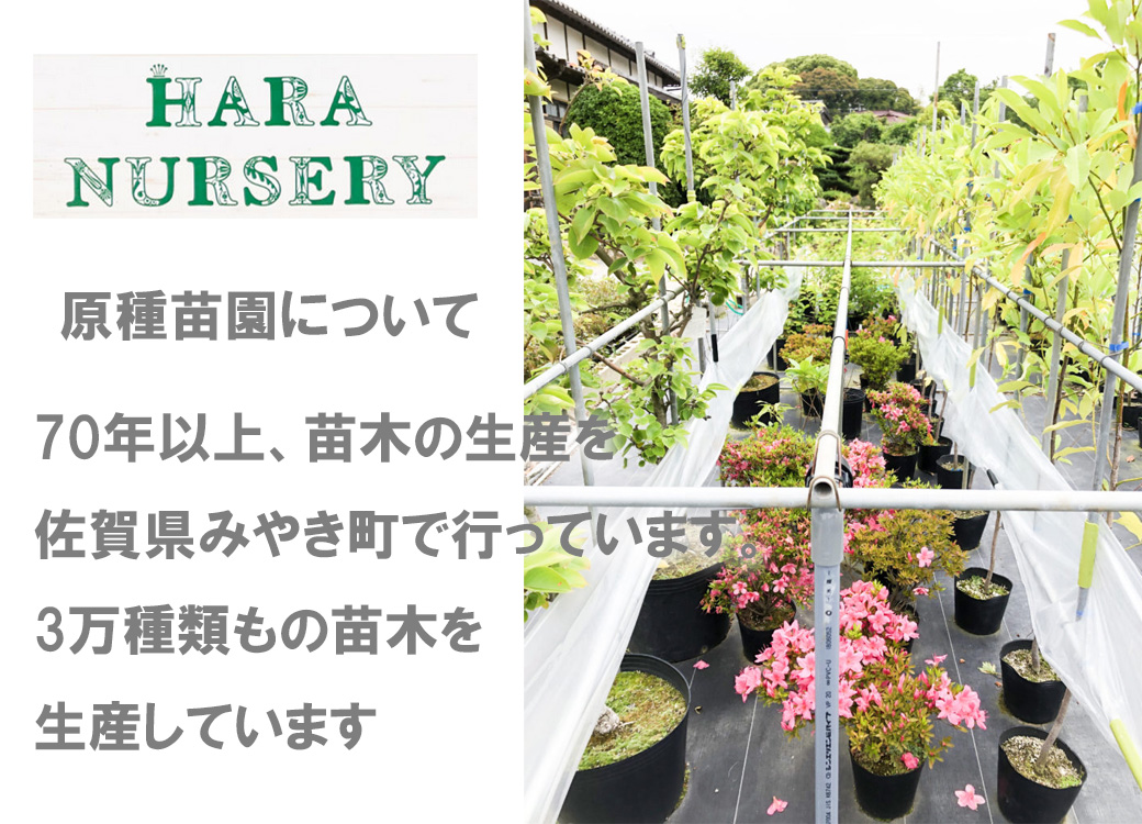 BS172_ハーブセットA　花 苗 植物 家庭菜園 花壇 プランター ガーデニング