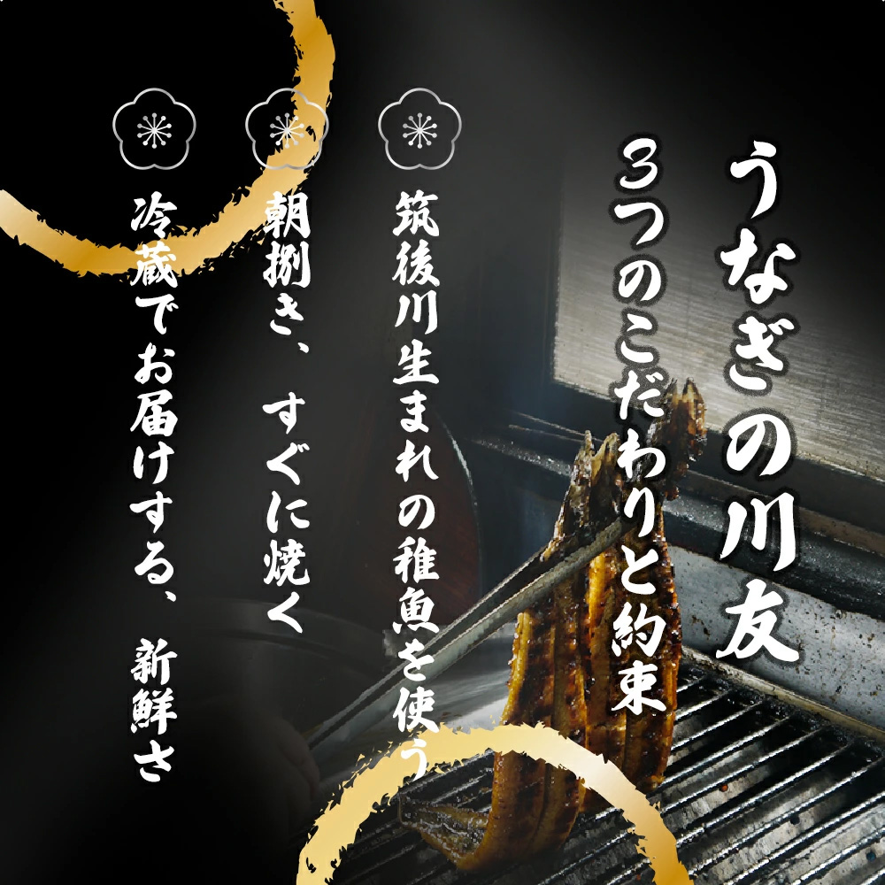 AK010_【冷蔵発送】朝開き国産うなぎ 当日発送２尾（1尾あたり約200～230ｇ） 塩焼き・味噌焼き 国産鰻 ウナギ