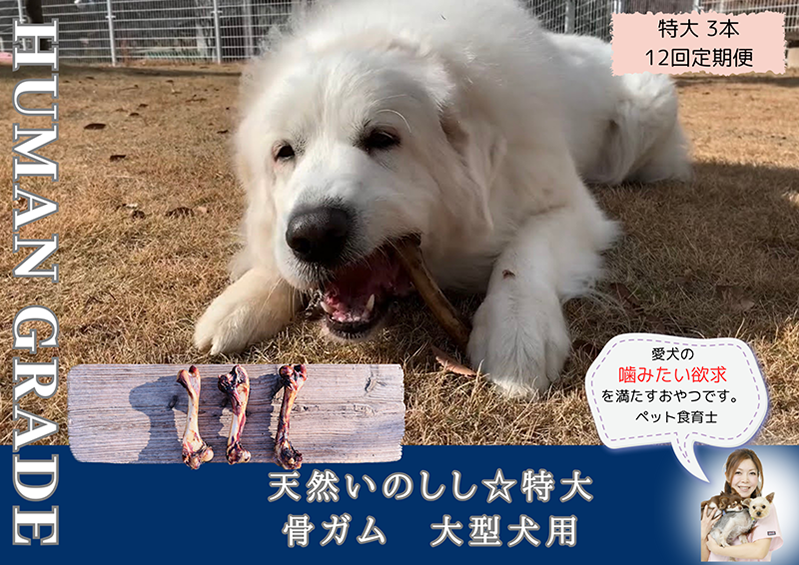 FB180_大型犬向け☆天然いのししの骨ガム3本【定期便】全12回