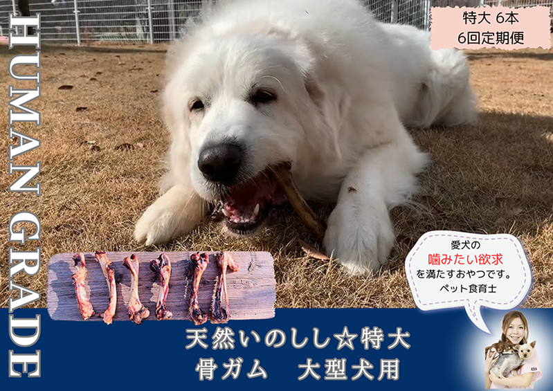 FB182_大型犬向け☆天然いのししの骨ガム6本【定期便】全6回