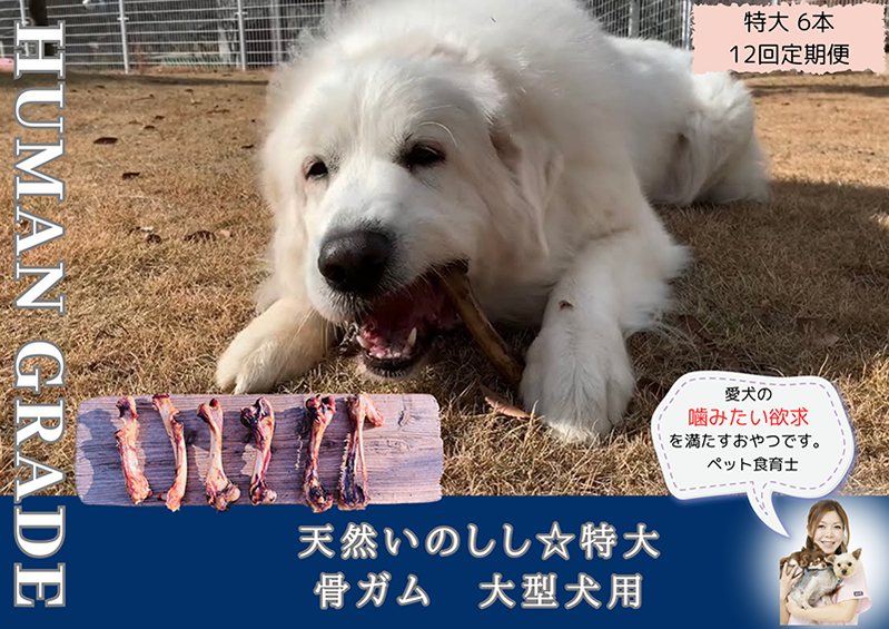 FB183_大型犬向け☆天然いのししの骨ガム6本【定期便】全12回