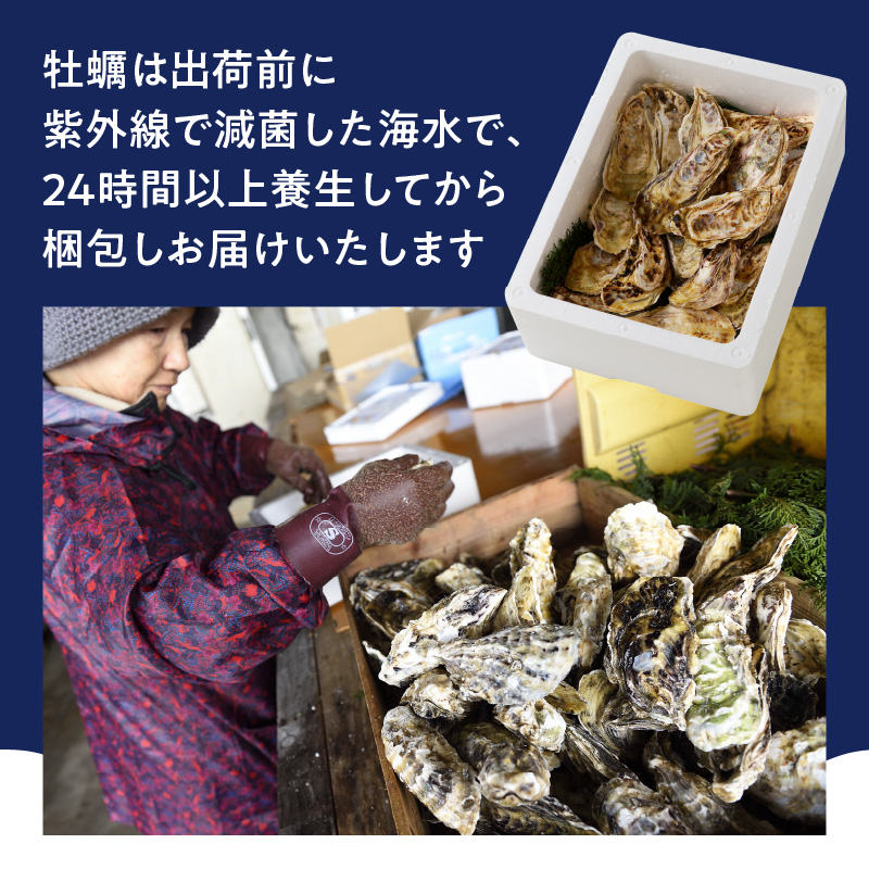 仮屋湾の真牡蠣 1.5kg【殻付き】（12月配送）