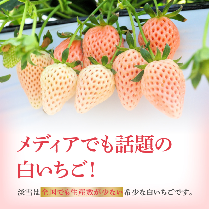 ★予約受付★杉山いちご農園 玄海町産いちご “淡雪（あわゆき）” 3ヶ月定期便