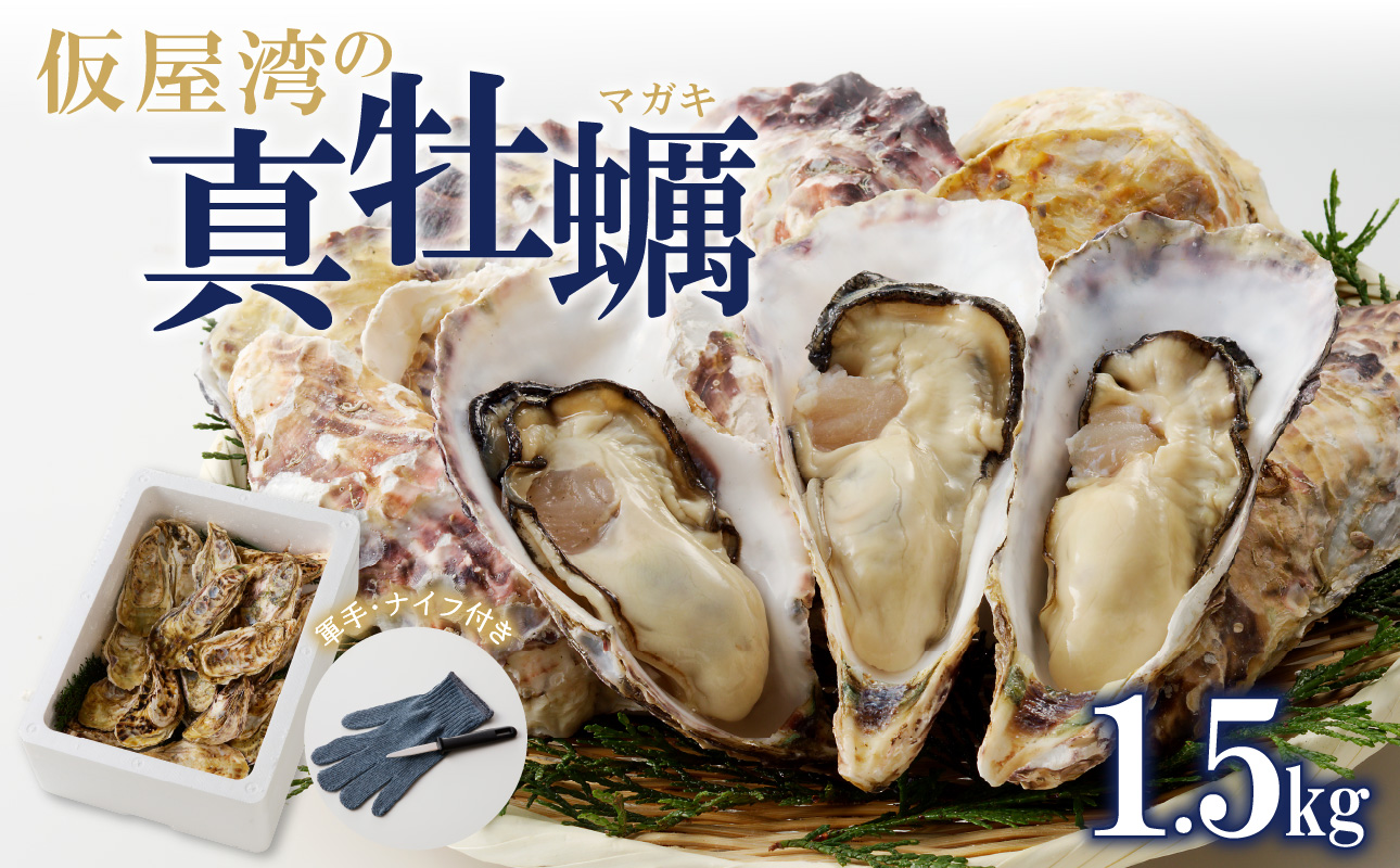 仮屋湾の真牡蠣 1.5kg【殻付き】（12月配送）