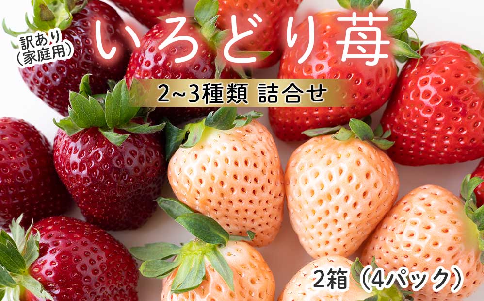 ★予約受付★【2月～5月 順次配送】玄海町産いろどりいちご詰め合わせ（家庭用・訳あり）