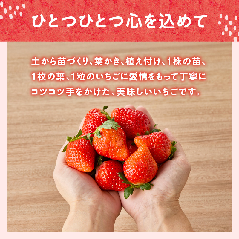 ★予約受付★平川いちご農園 佐賀県玄海町産いちご「さがほのか」2026年1月〜4月順次配送
