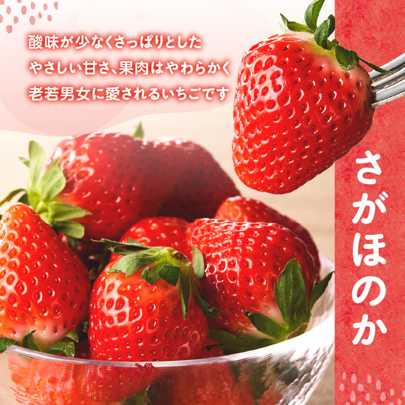 ★予約受付★平川いちご農園 佐賀県玄海町産いちご「さがほのかDX」2026年1月〜4月順次配送