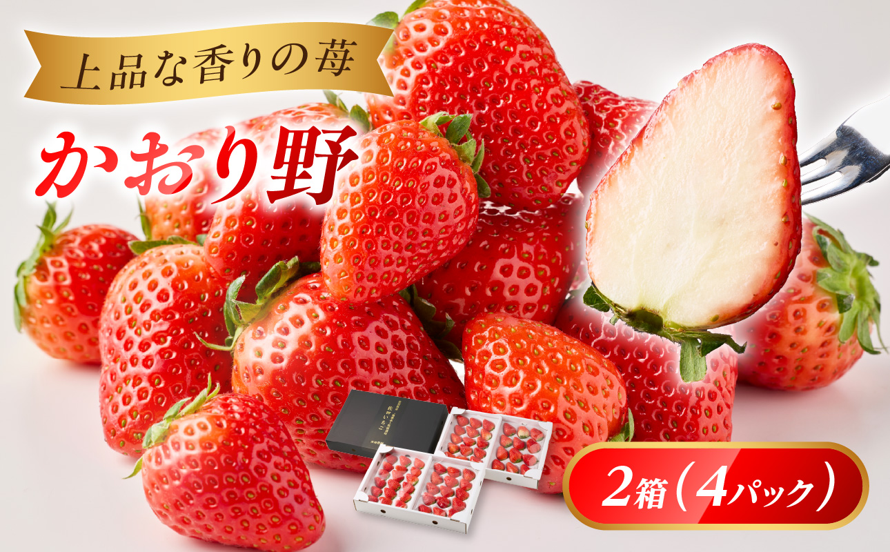 予約受付★渡邉農園 玄海町産いちご「かおり野DX」/ 送料無料 かおり野 苺 いちご イチゴ 希少 果物 くだもの フルーツ デザート 旬 順次配送 予約受付