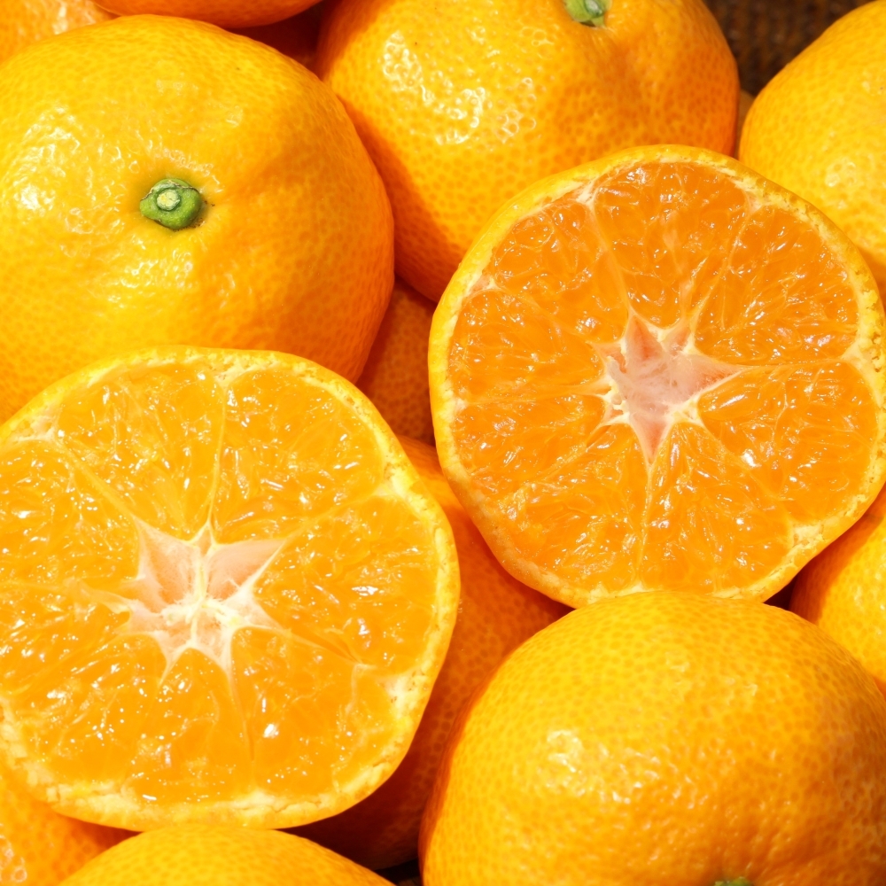 おすすめ定期便（12回）