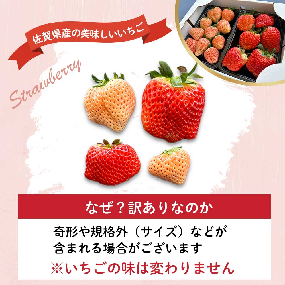 â
äºçŽåä»â
æå±±ãã¡ã蟲åã2026幎2æã5æ é æ¬¡é
éãçæµ·çºç£ããã©ããã¡ãè©°ãåããïŒå®¶åºçšã»èš³ããïŒ