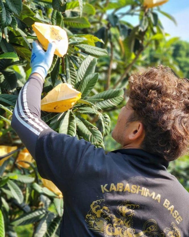 先行予約】＜長崎特産！農家直送＞露地「茂木びわ」2L×12玉入り|JAL