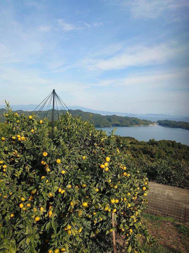 長崎県産　訳あり極早生温州みかん　5Kg