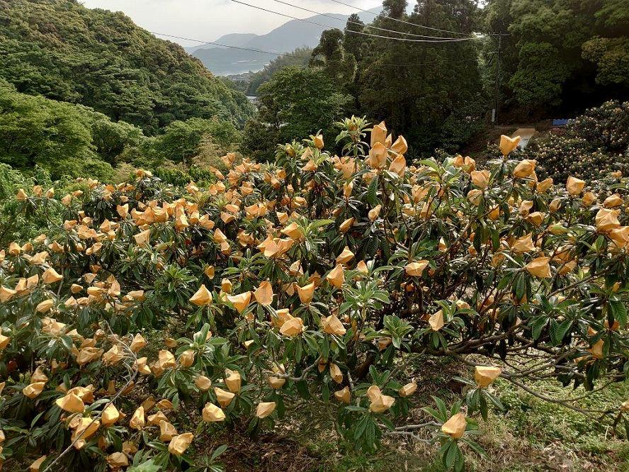 先行予約】＜長崎特産！農家直送＞露地「茂木びわ」2L×12玉入り|JAL