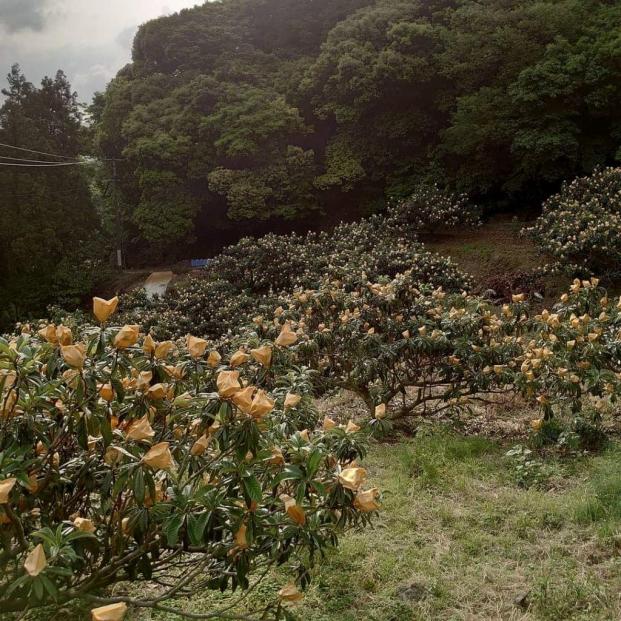 ＜先行予約＞＜長崎特産！農家直送＞露地「茂木びわ」Lサイズ 12玉入り