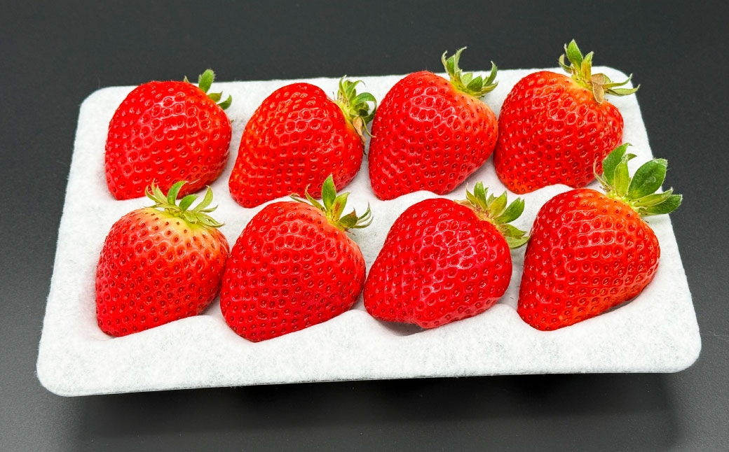 いちご 「 さちのか 」 約1kg（500g×2箱） 【2027年1月上旬～3月上旬出荷予定】 果物 くだもの 果実 苺 イチゴ フルーツ 果肉 国産 長崎県産 ジューシー 甘み コク 爽やか ビタミンC 酸味